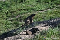 VBS_1 -  Plateau du Mont-Cenise, Grand Croix, Marmotte_-_0070 mt